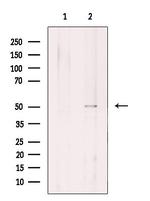 ANGPTL7 Antibody in Western Blot (WB)