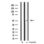 ANGPTL7 Antibody in Western Blot (WB)