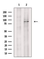 DDX50 Polyclonal Antibody