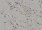 CAGE1 Antibody in Immunohistochemistry (Paraffin) (IHC (P))