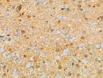 CAGE1 Antibody in Immunohistochemistry (Paraffin) (IHC (P))