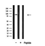 CAGE1 Antibody in Western Blot (WB)