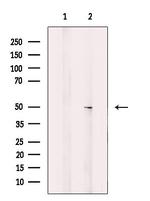 CHST10 Polyclonal Antibody