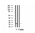 Cdc42EP5 Polyclonal Antibody