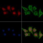 POLD3 Polyclonal Antibody