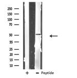 PRIM1 Antibody in Western Blot (WB)