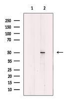 MYLIP Polyclonal Antibody