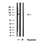 RFWD2 Antibody in Western Blot (WB)