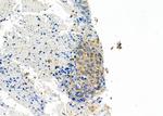INSL4 Antibody in Immunohistochemistry (Paraffin) (IHC (P))