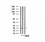 INSL4 Antibody in Western Blot (WB)