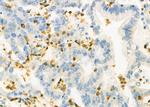 FOXD4 Antibody in Immunohistochemistry (Paraffin) (IHC (P))