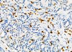 FOXD4 Antibody in Immunohistochemistry (Paraffin) (IHC (P))