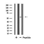 FOXD4 Antibody in Western Blot (WB)