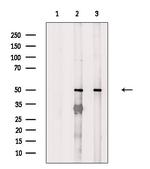 FOXN4 Polyclonal Antibody