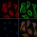 LRP11 Polyclonal Antibody