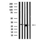 MBL2 Antibody in Western Blot (WB)