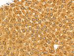 MGST2 Antibody in Immunohistochemistry (Paraffin) (IHC (P))