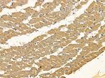 MRPS27 Antibody in Immunohistochemistry (Paraffin) (IHC (P))