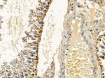 MRPS27 Polyclonal Antibody