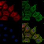 MRPL49 Antibody in Immunocytochemistry (ICC/IF)
