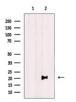 MRPL49 Antibody in Western Blot (WB)