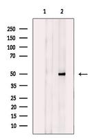 SLC16A14 Polyclonal Antibody