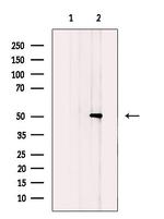 SLC16A3 Polyclonal Antibody