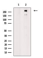 EGFL4 Polyclonal Antibody
