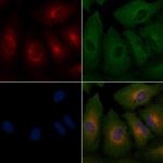 EGFL5 Polyclonal Antibody