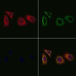 EGFL5 Antibody in Immunocytochemistry (ICC/IF)