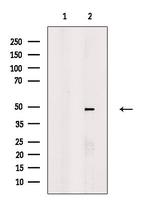MAZ Polyclonal Antibody
