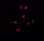 NDUFA4L2 Polyclonal Antibody