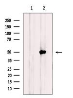 NBPF7 Antibody in Western Blot (WB)