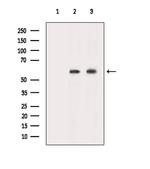 NBPF7 Antibody in Western Blot (WB)
