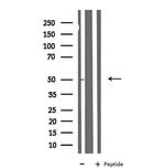 NBPF7 Antibody in Western Blot (WB)