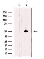 NLE1 Antibody in Western Blot (WB)