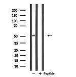 NFYC Antibody in Western Blot (WB)