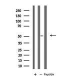 PLD4 Antibody in Western Blot (WB)