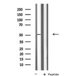KCNG3 Antibody in Western Blot (WB)