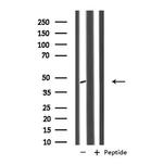 PPP1R7 Antibody in Western Blot (WB)