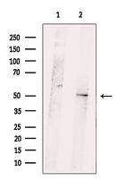 PPP1R7 Polyclonal Antibody