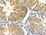 MOV10L1 Antibody in Immunohistochemistry (Paraffin) (IHC (P))