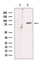 RAP1GAP Antibody in Western Blot (WB)