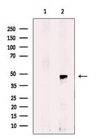 RRAGB Antibody in Western Blot (WB)
