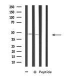 RRAGB Polyclonal Antibody
