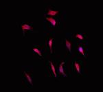 RGS10 Antibody in Immunocytochemistry (ICC/IF)