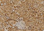 RGS10 Antibody in Immunohistochemistry (Paraffin) (IHC (P))
