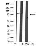 ARHGEF16 Antibody in Western Blot (WB)