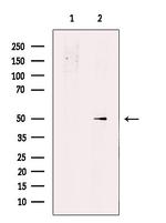 PHAX Polyclonal Antibody