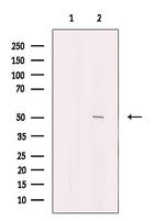 SEPT14 Antibody in Western Blot (WB)